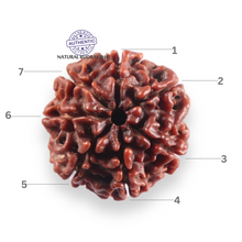 Load image into Gallery viewer, 7 Mukhi Nepalese Rudraksha - Bead No 150