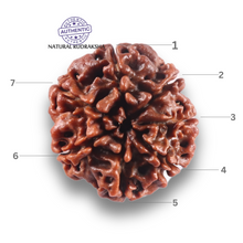 Load image into Gallery viewer, 7 Mukhi Nepalese Rudraksha - Bead No 151
