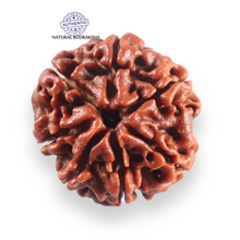 Load image into Gallery viewer, 7 Mukhi Nepalese Rudraksha - Bead No 151
