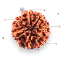 Load image into Gallery viewer, 7 Mukhi Nepalese Rudraksha - Bead No 153