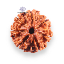 Load image into Gallery viewer, 7 Mukhi Nepalese Rudraksha - Bead No 153