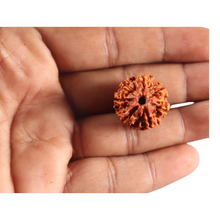 Load image into Gallery viewer, 7 Mukhi Nepalese Rudraksha - Bead No 153
