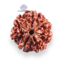 Load image into Gallery viewer, 7 Mukhi Nepalese Rudraksha - Bead No 154