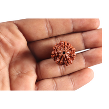 Load image into Gallery viewer, 7 Mukhi Nepalese Rudraksha - Bead No 154