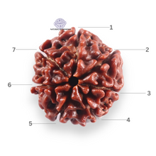 Load image into Gallery viewer, 7 Mukhi Nepalese Rudraksha - Bead No 155