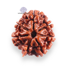 Load image into Gallery viewer, 7 Mukhi Nepalese Rudraksha - Bead No 156