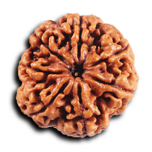Load image into Gallery viewer, 7 Mukhi Nepalese Rudraksha - Bead No. 26