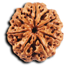 Load image into Gallery viewer, 7 Mukhi Nepalese Rudraksha - Bead No.27