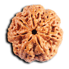 Load image into Gallery viewer, 7 Mukhi Nepalese Rudraksha - Bead No. 29