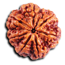 Load image into Gallery viewer, 7 Mukhi Nepalese Rudraksha - Bead No. 30
