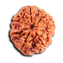 Load image into Gallery viewer, 7 Mukhi Nepalese Rudraksha - Bead No. 31