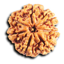 Load image into Gallery viewer, 7 Mukhi Nepalese Rudraksha - Bead No. 32