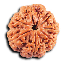 Load image into Gallery viewer, 7 Mukhi Nepalese Rudraksha - Bead No. 35