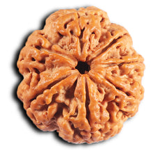 Load image into Gallery viewer, 7 Mukhi Nepalese Rudraksha - Bead No. 36
