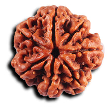 Load image into Gallery viewer, 7 Mukhi Nepalese Rudraksha - Bead No.37