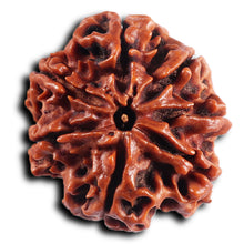 Load image into Gallery viewer, 7 Mukhi Nepalese Rudraksha - Bead No.41