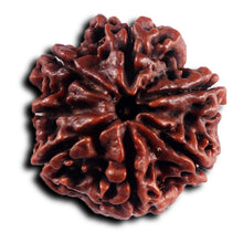 Load image into Gallery viewer, 7 Mukhi Nepalese Rudraksha - Bead No.43