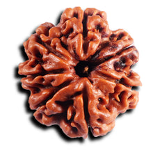 Load image into Gallery viewer, 7 Mukhi Nepalese Rudraksha - Bead No.45