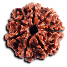 Load image into Gallery viewer, 7 Mukhi Nepalese Rudraksha - Bead No. 46