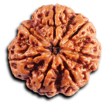 Load image into Gallery viewer, 7 Mukhi Nepalese Rudraksha - Bead No. 47