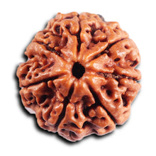 Load image into Gallery viewer, 7 Mukhi Nepalese Rudraksha - Bead No. 48