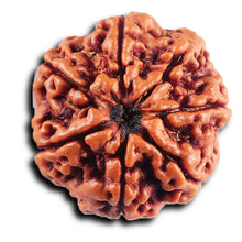 Load image into Gallery viewer, 7 Mukhi Nepalese Rudraksha - Bead No. 49