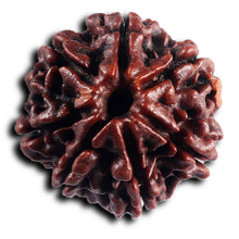Load image into Gallery viewer, 7 Mukhi Nepalese Rudraksha - Bead No.50
