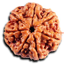 Load image into Gallery viewer, 7 Mukhi Nepalese Rudraksha - Bead No.52