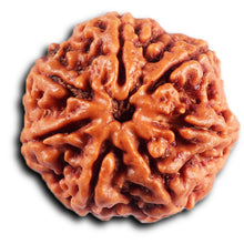Load image into Gallery viewer, 7 Mukhi Nepalese Rudraksha - Bead No. 54