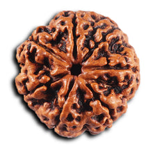 Load image into Gallery viewer, 7 Mukhi Nepalese Rudraksha - Bead No.57