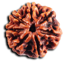 Load image into Gallery viewer, 7 Mukhi Nepalese Rudraksha - Bead No.58