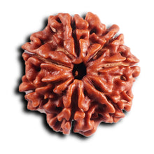 Load image into Gallery viewer, 7 Mukhi Nepalese Rudraksha - Bead No.59
