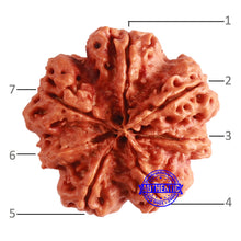 Load image into Gallery viewer, 7 Mukhi Nepalese Rudraksha - Bead No. 601