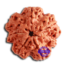 Load image into Gallery viewer, 7 Mukhi Nepalese Rudraksha - Bead No. 601