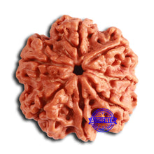 Load image into Gallery viewer, 7 Mukhi Nepalese Rudraksha - Bead No. 603