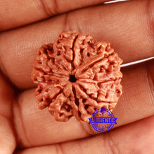 Load image into Gallery viewer, 7 Mukhi Nepalese Rudraksha - Bead No. 603