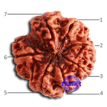 Load image into Gallery viewer, 7 Mukhi Nepalese Rudraksha - Bead No. 604
