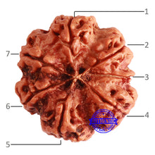 Load image into Gallery viewer, 7 Mukhi Nepalese Rudraksha - Bead No. 605