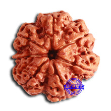 Load image into Gallery viewer, 7 Mukhi Nepalese Rudraksha - Bead No. 605