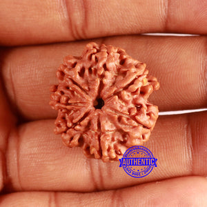 7 Mukhi Nepalese Rudraksha - Bead No. 606