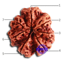 Load image into Gallery viewer, 7 Mukhi Nepalese Rudraksha - Bead No. 609