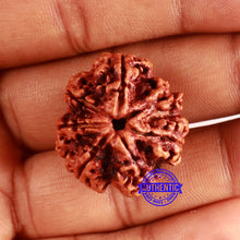 Load image into Gallery viewer, 7 Mukhi Nepalese Rudraksha - Bead No. 609