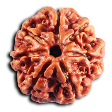 Load image into Gallery viewer, 7 Mukhi Nepalese Rudraksha - Bead No.60