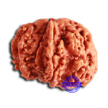 Load image into Gallery viewer, 7 Mukhi Nepalese Ganesha Rudraksha - Bead No. 610
