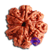 Load image into Gallery viewer, 7 Mukhi Nepalese Ganesha Rudraksha - Bead No. 610