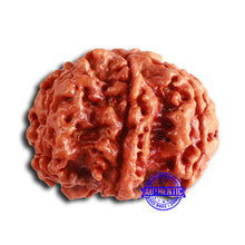 Load image into Gallery viewer, 7 Mukhi Nepalese Ganesha Rudraksha - Bead No. 611