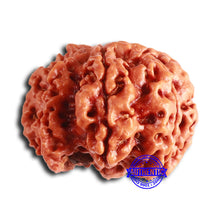 Load image into Gallery viewer, 7 Mukhi Nepalese Ganesha Rudraksha - Bead No. 611