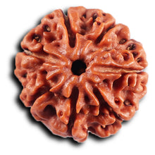 Load image into Gallery viewer, 7 Mukhi Nepalese Rudraksha - Bead No 63