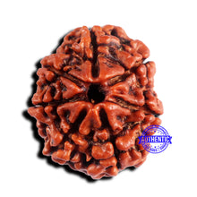 Load image into Gallery viewer, 7 Mukhi Nepalese Rudraksha - Bead No. 658