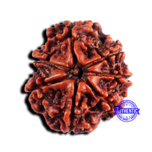 Load image into Gallery viewer, 7 Mukhi Nepalese Rudraksha - Bead No 660